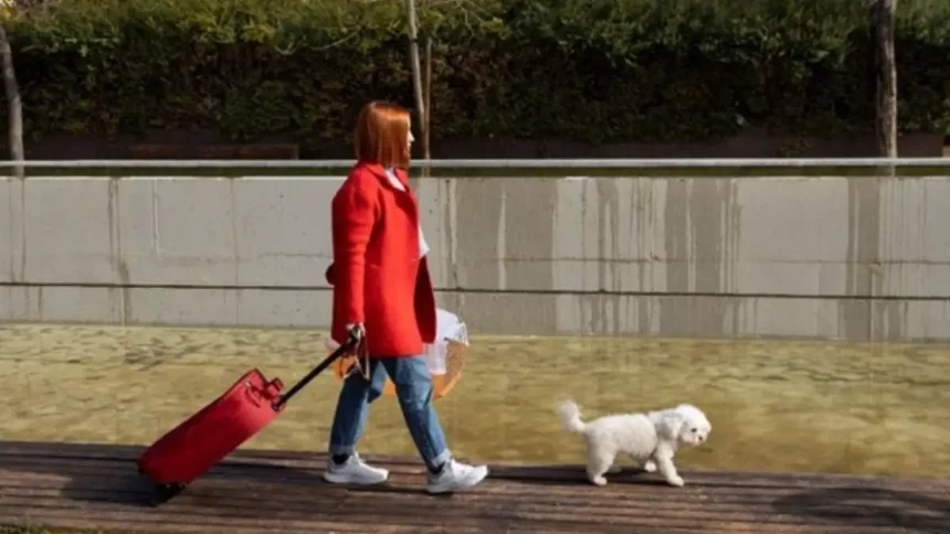 A Guide on Travelling the World with Your Furry Friend 