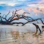 Driftwood Beach