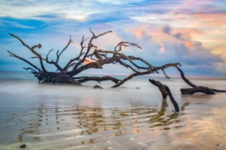 Driftwood Beach