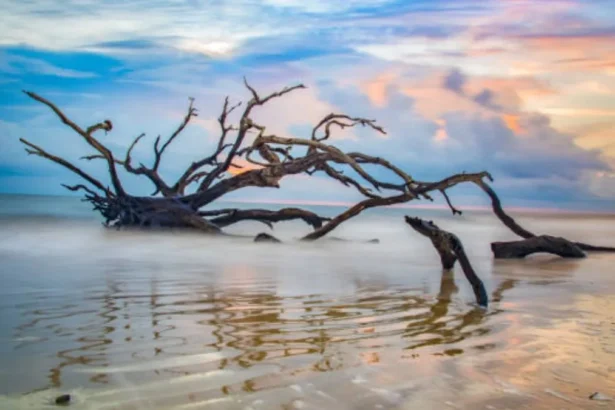 Driftwood Beach