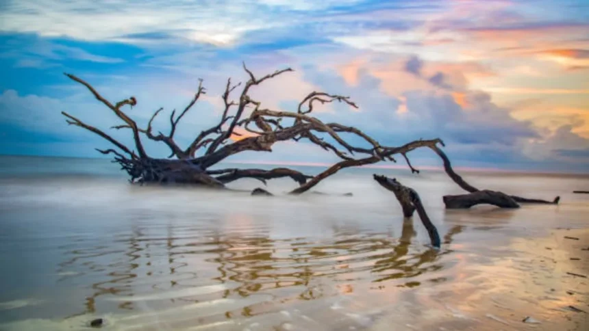 Driftwood Beach